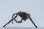 Antique Brass Betel Nut Cutter – Vintage Indian Tool, Decorative Collectible - Image 5
